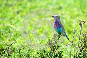 A Lilac-breasted roller Coracias caudatus close up