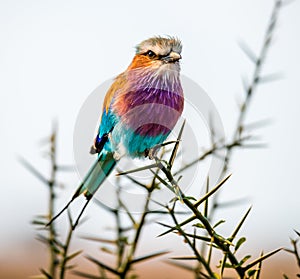 Lilac-breasted roller Coracias caudatus on safari