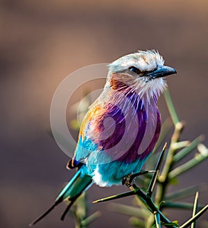 Lilac-breasted roller Coracias caudatus on safari