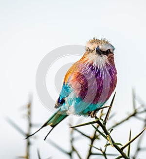 Lilac-breasted roller Coracias caudatus on safari