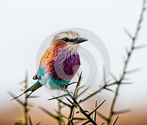 Lilac-breasted roller Coracias caudatus on safari