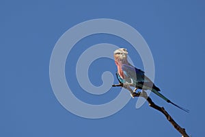 Lilac-breasted Roller Coracias caudatus sitting on the branch with a clear blue skyin background.