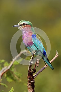 The lilac-breasted roller Coracias caudatus sitting on the branch with green background.Very colorful violet-blue big bird on a