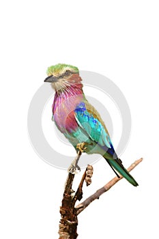 The lilac-breasted roller Coracias caudatus sitting on the branch.Lilac colored bird with green background.A typical African