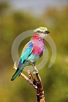 The lilac-breasted roller ,Coracias caudatus, sitting on the branch.Lilac colored bird with green background.A typical African