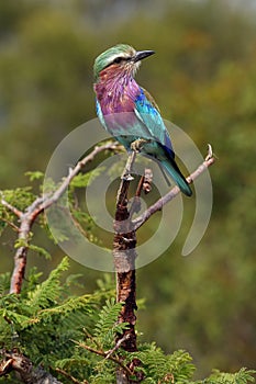 The lilac-breasted roller Coracias caudatus sitting on the branch.Lilac colored bird with green background.A typical African