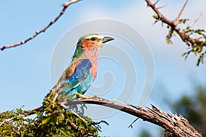 Lilac-breasted Roller Coracias caudatus on a tree in Kruger National Park, South Africa