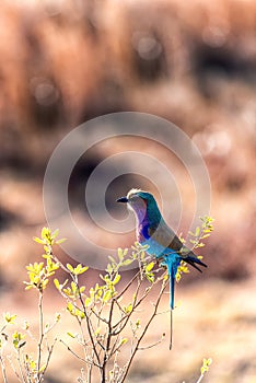 Lilac-breasted roller Coratias caudata photo