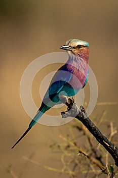 Lilac-breasted roller on dead bush turning head
