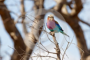Lilac-breasted Roller Eating