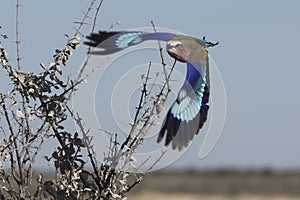 Lilac-breasted Roller Etosha Namibia