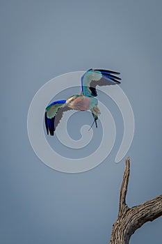 Lilac-breasted roller flies over dead tree stump
