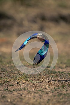 Lilac-breasted roller flies over grass dipping wings