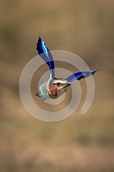 Lilac-breasted roller flies over savannah lifting wings