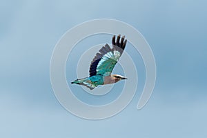 Lilac-breasted roller flies in perfect blue sky