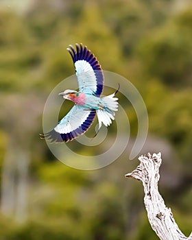 Lilac-Breasted Roller In Flight