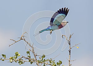 Lilac-breasted Roller in Flight Coracias caudatus