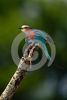 Lilac-breasted roller flutters wings on dead branch