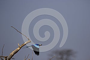 Lilac-breasted Roller Flying