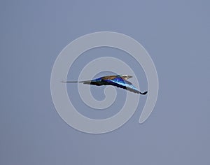 Lilac-breasted Roller Flying