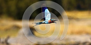 Lilac-breasted Roller Flying