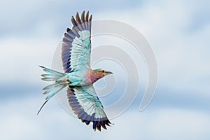 Lilac Breasted Roller flying away in Kruger National Park in South Africa