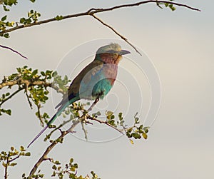 Lilac breasted roller in Kenya Africa