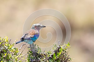 Lilac-Breasted Roller, Kenya, Africa