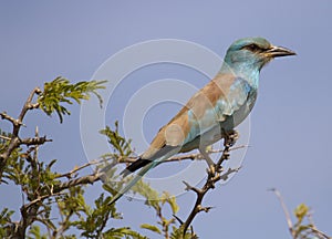 Lilac Breasted Roller