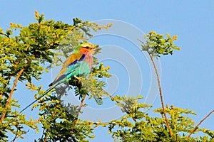 Lilac-breasted roller in Kruger National Park