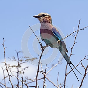 Lilac-breasted roller in Kruger National park