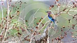 Lilac-breasted roller in Kruger National park