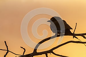 Lilac breasted roller in Kruger National park, South Africa