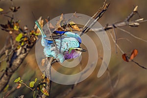 Lilac breasted roller in Kruger National park, South Africa