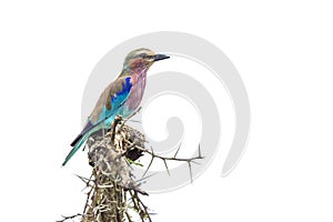 Lilac breasted roller in Kruger National park, South Africa