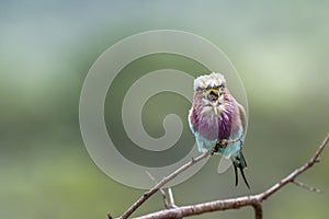 Lilac breasted roller in Kruger National park, South Africa