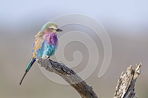 Lilac breasted roller in Kruger National park, South Africa