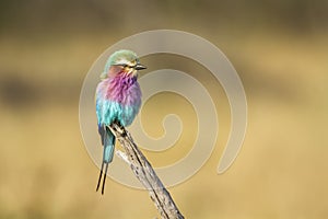 Lilac breasted roller in Kruger National park, South Africa