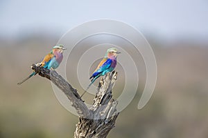 Lilac breasted roller in Kruger National park, South Africa