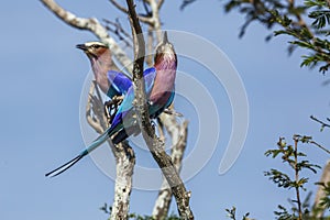 Lilac breasted roller in Kruger National park, South Africa