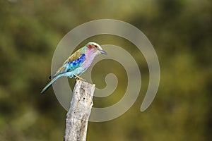 Lilac breasted roller in Kruger National park, South Africa