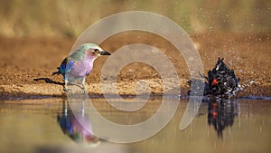 Lilac breasted roller in Kruger National park, South Africa