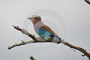 Lilac-breasted Roller in Kruger National Park, South Africa