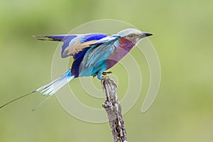 Lilac-breasted roller in Kruger National park, South Africa