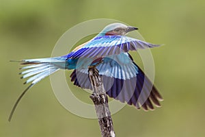 Lilac-breasted roller in Kruger National park, South Africa