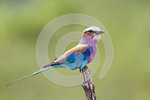 Lilac-breasted roller in Kruger National park, South Africa