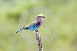 Lilac-breasted roller in Kruger National park, South Africa