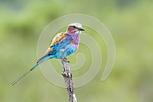 Lilac-breasted roller in Kruger National park, South Africa