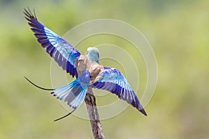 Lilac-breasted roller in Kruger National park, South Africa