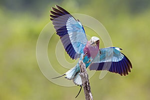 Lilac-breasted roller in Kruger National park, South Africa photo